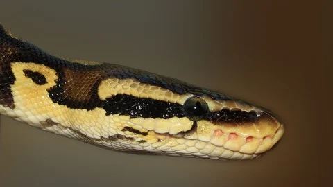 Python Development First Steps and Development IDE Platform Python Development First Steps and Development IDE Platform