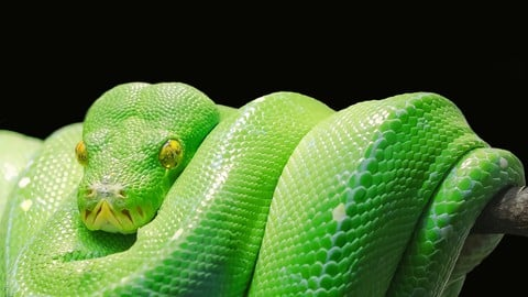 Python Development Essentials Python Development Essentials