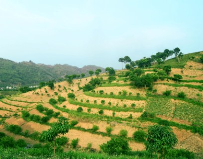 The World Agroforestry is Hiring, 10 Vacancies The World Agroforestry is Hiring, 10 Vacancies